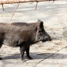 KOE_Wilkdpark im April 13.jpg