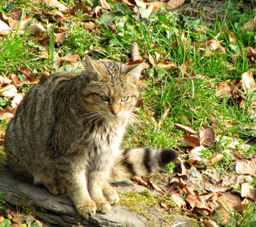 KOE_Wilkdpark im April 20.jpg