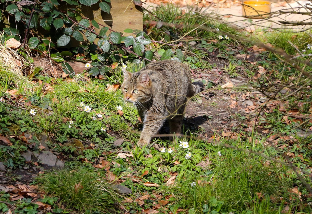 KOE_Wilkdpark im April 21.jpg