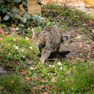 KOE_Wilkdpark im April 21.jpg
