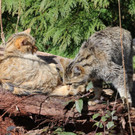 KOE_Wilkdpark im April 22.jpg