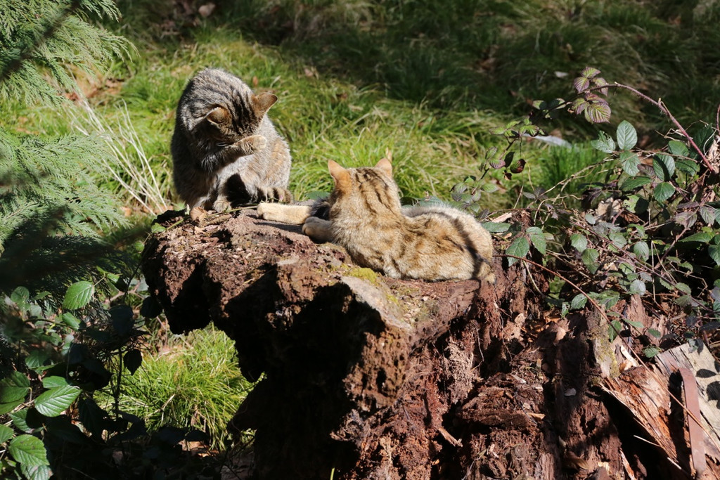 KOE_Wilkdpark im April 23.jpg