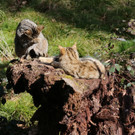 KOE_Wilkdpark im April 23.jpg