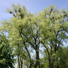 Baumsetzung Schwarzbad SINZ Michael 2015 _8_.JPG