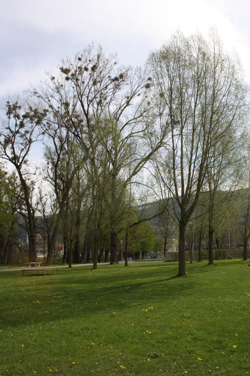 Baumsetzung Schwarzbad SINZ Michael 2015 _3_.JPG