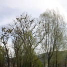 Baumsetzung Schwarzbad SINZ Michael 2015 _3_.JPG