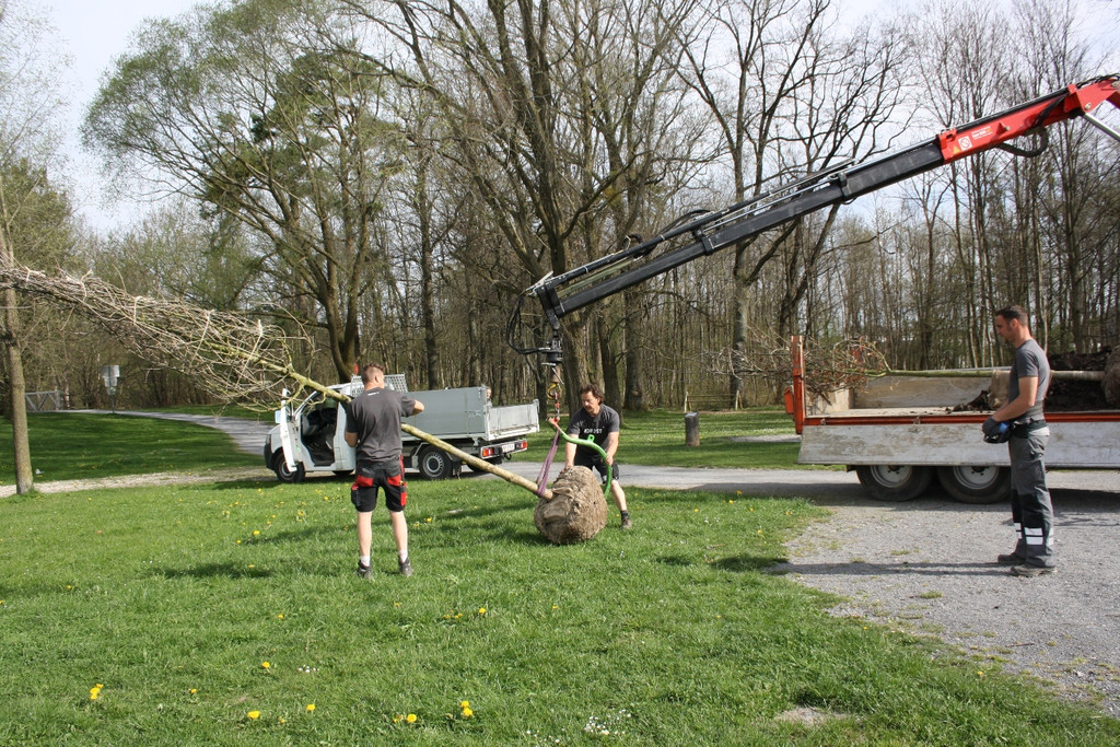 Baumsetzung Schwarzbad SINZ Michael 2015 _6_.JPG