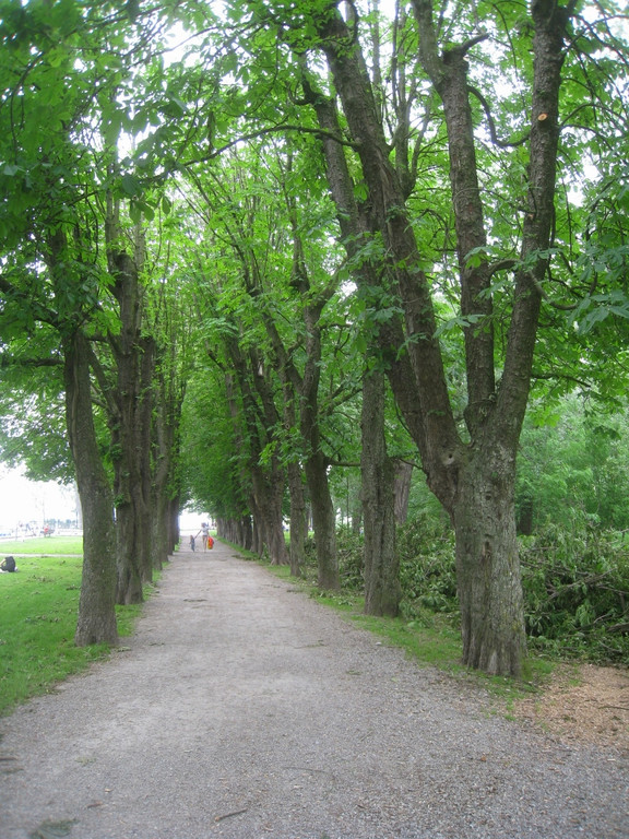 Baumsetzung Schwarzbad SINZ Michael 2015 _12_.jpg