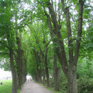 Baumsetzung Schwarzbad SINZ Michael 2015 _12_.jpg
