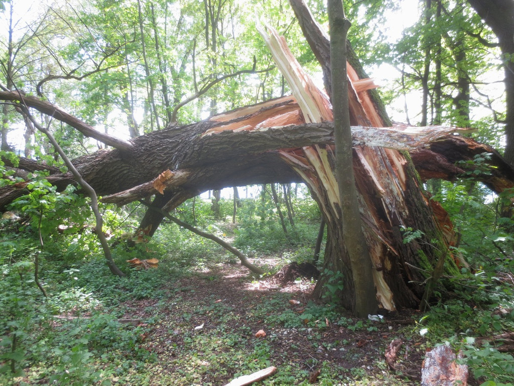 Baumsetzung Schwarzbad SINZ Michael 2015 _14_.JPG