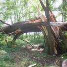 Baumsetzung Schwarzbad SINZ Michael 2015 _14_.JPG