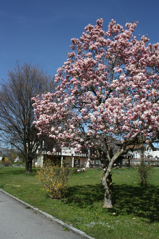 Fr__hling 2015 _18_.JPG