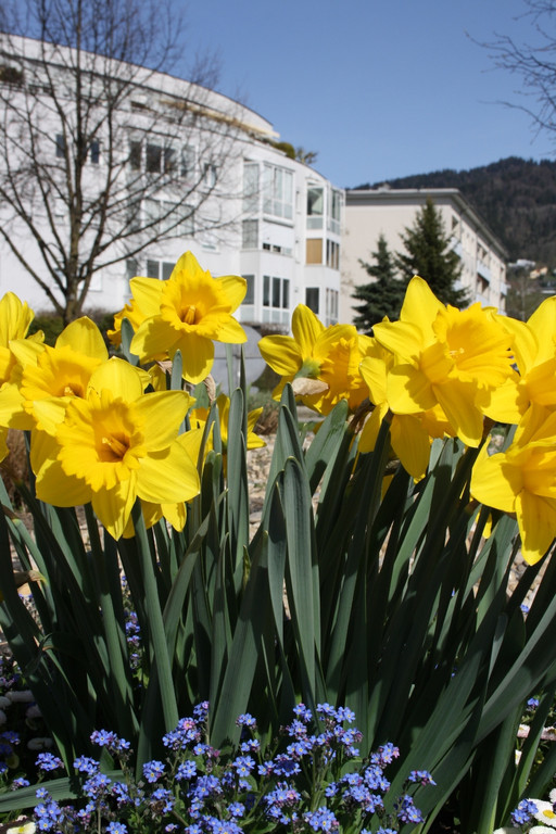 Fr__hling 2015 _26_.JPG