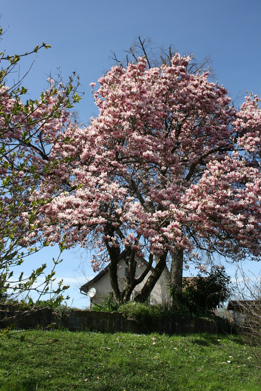 Fr__hling 2015 _23_.JPG