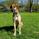 Schäfer-Schweißhund-Mischling Ares