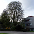 Baumfällaktion in Hörbranz