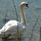 IMG_5139A.jpg