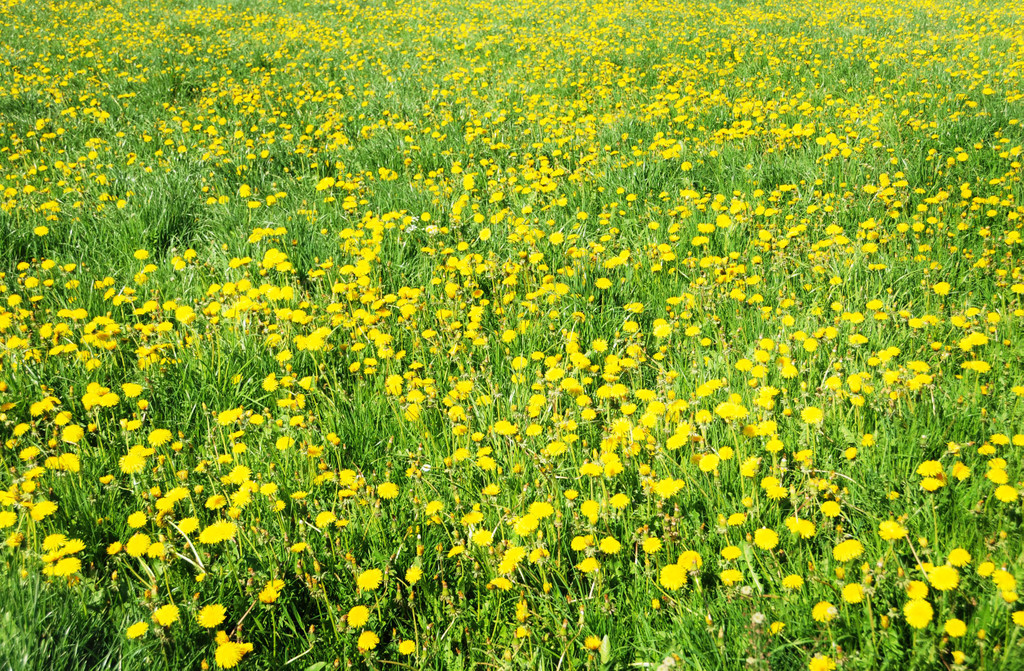 Fru__hling Ho__chst  21-04-2015 49.jpg