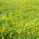 Fru__hling Ho__chst  21-04-2015 49.jpg