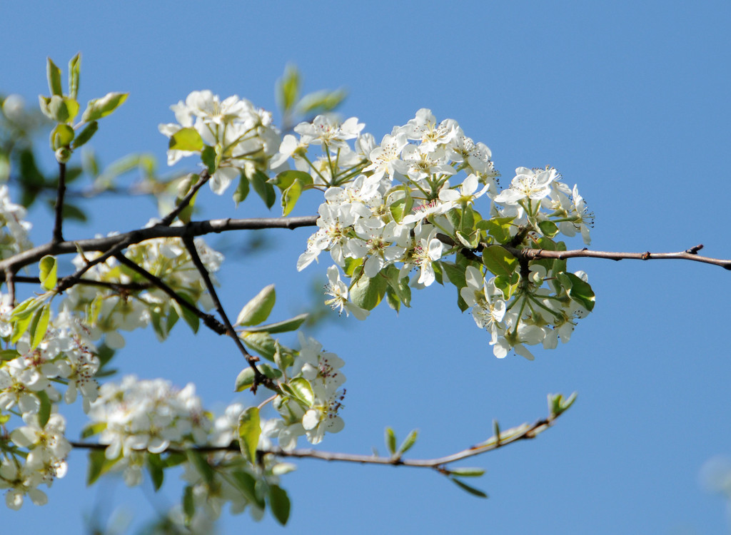 Fru__hling Ho__chst  21-04-2015 50.jpg
