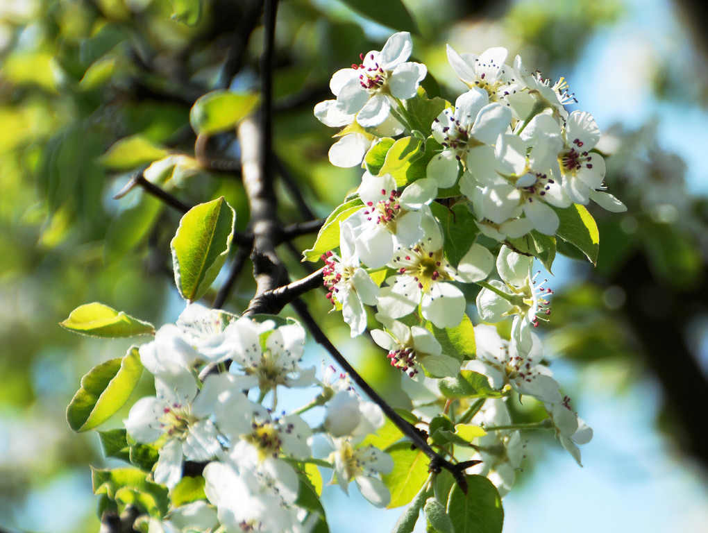 Fru__hling Ho__chst  21-04-2015 51.jpg