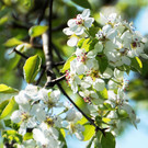 Fru__hling Ho__chst  21-04-2015 51.jpg