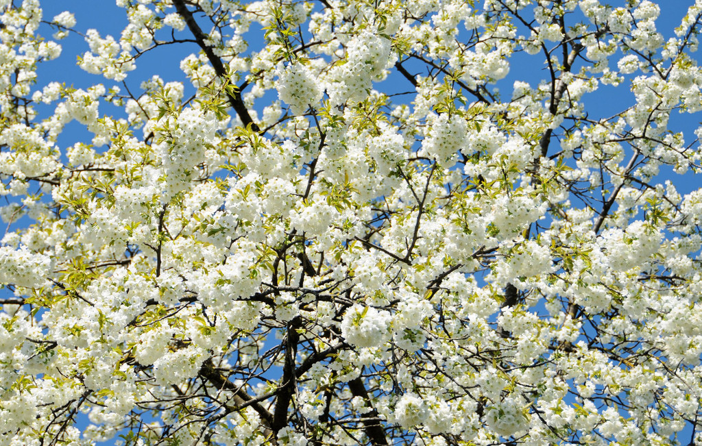 Fru__hling Ho__chst  21-04-2015 53.jpg
