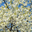 Fru__hling Ho__chst  21-04-2015 53.jpg