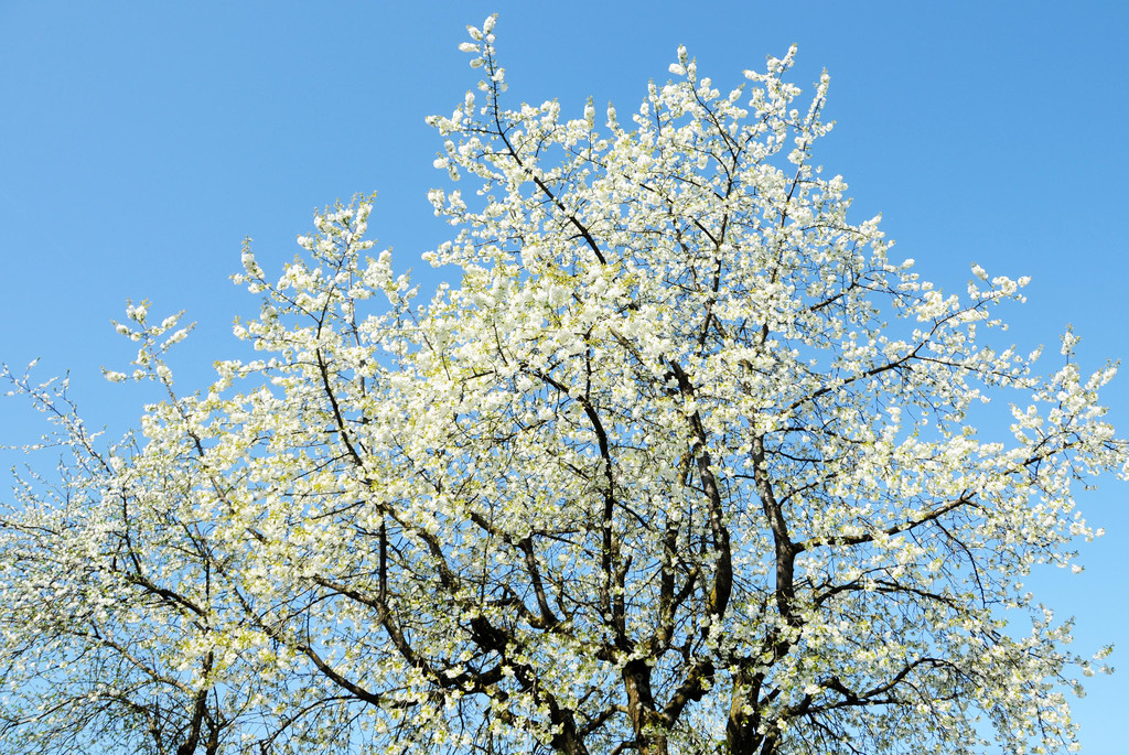 Fru__hling Ho__chst  21-04-2015 57.jpg