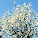 Fru__hling Ho__chst  21-04-2015 57.jpg