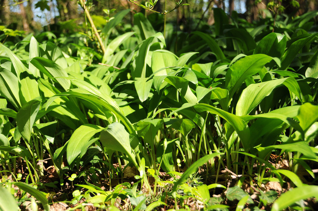 Fru__hling Ho__chst  21-04-2015 11.jpg