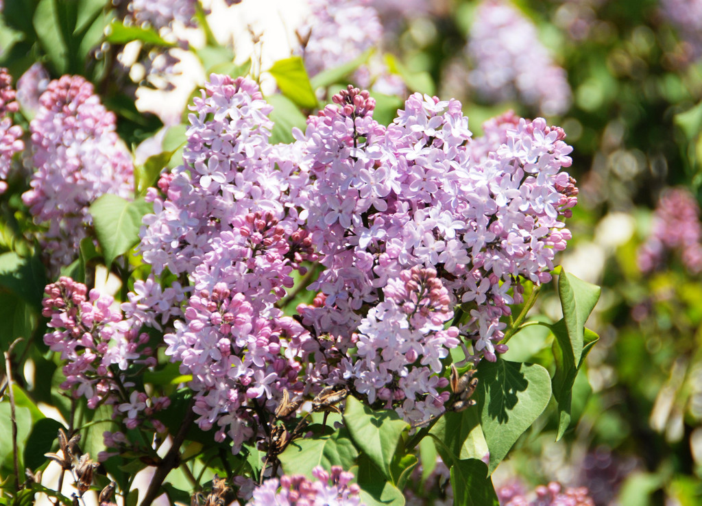 Fru__hling Ho__chst  21-04-2015 28.jpg
