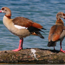 Nilgänse statt Badegäste