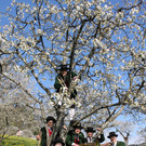 kirschbl__ten _27_.JPG