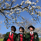 kirschbl__ten _1_.JPG