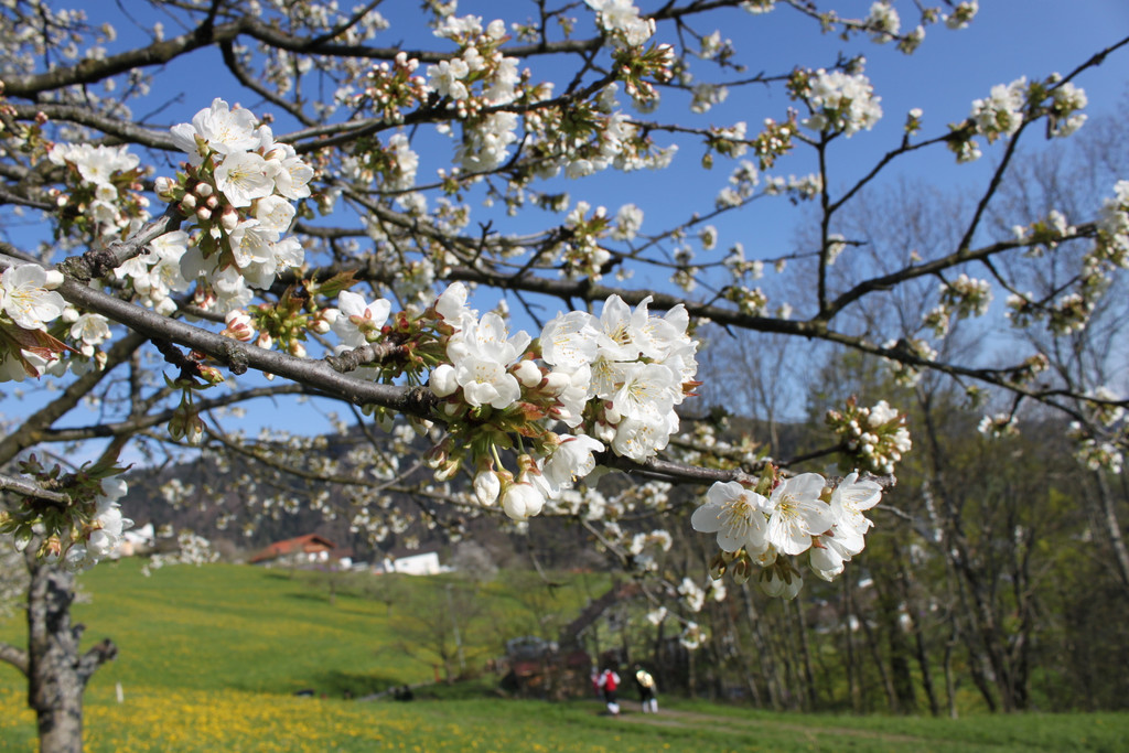 kirschbl__ten _5_.JPG