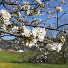 kirschbl__ten _5_.JPG