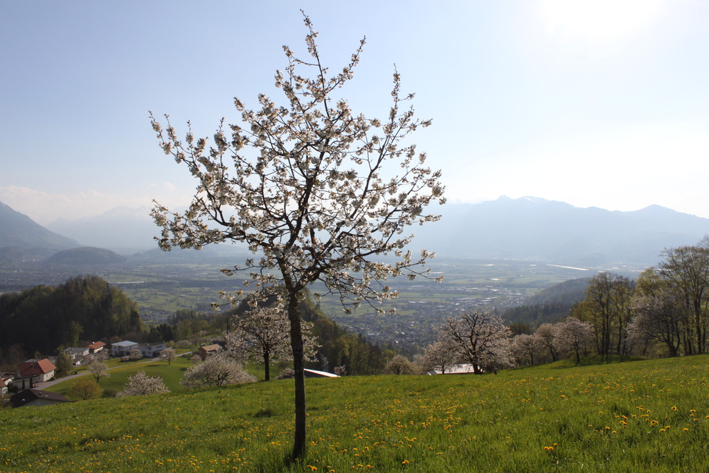 kirschbl__ten _9_.JPG