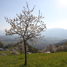 kirschbl__ten _9_.JPG