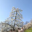 kirschbl__ten _10_.JPG