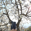 kirschbl__ten _14_.JPG