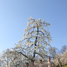 kirschbl__ten _11_.JPG