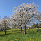 kirschbl__ten _24_.JPG