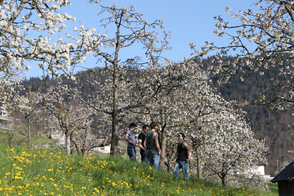 kirschbl__ten _25_.JPG