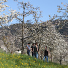 kirschbl__ten _25_.JPG