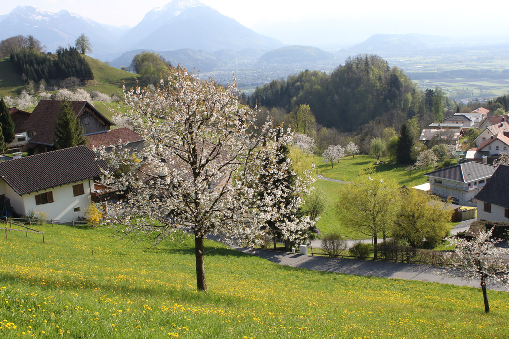 kirschbl__ten _26_.JPG