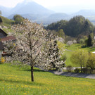 kirschbl__ten _26_.JPG