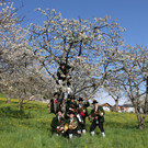 kirschbl__ten _28_.JPG