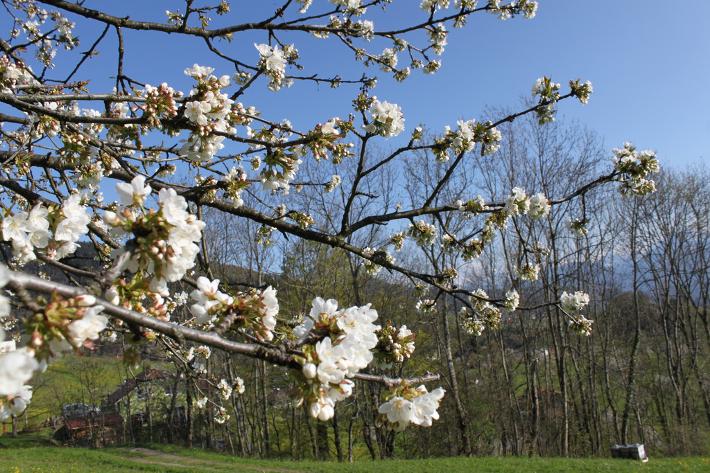 kirschbl__ten _6_.JPG