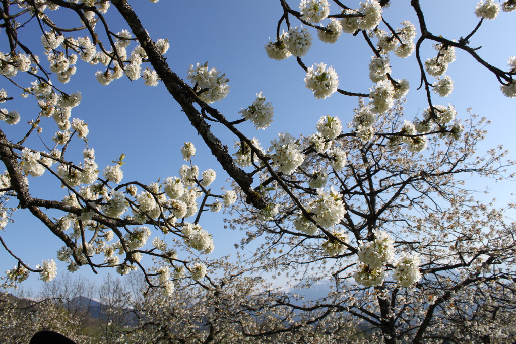 kirschbl__ten _32_.JPG